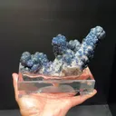 specimen video