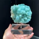 specimen video