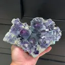 specimen video