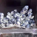 specimen video