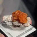 specimen video