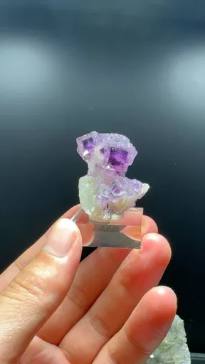 specimen video