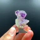 specimen video
