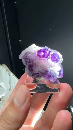 specimen video