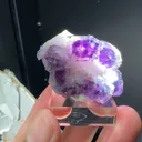 specimen video
