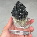 specimen video
