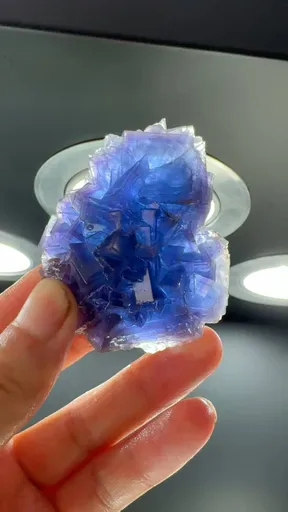 specimen video
