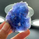 specimen video