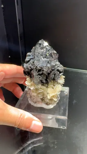 specimen video
