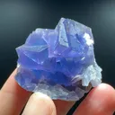 specimen video