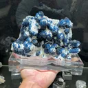 specimen video