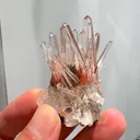 specimen video