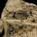 Galena - image 2