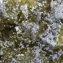 Galena, Fluorite - image 2