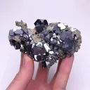 specimen video