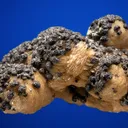 Galena on Siderite - image 3