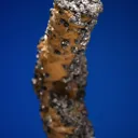 Galena on Siderite - image 4