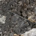 Galenobismutite on Muscovite and Quartz - image 1
