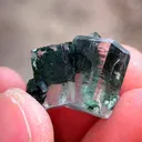 specimen video
