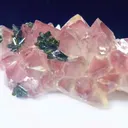specimen video