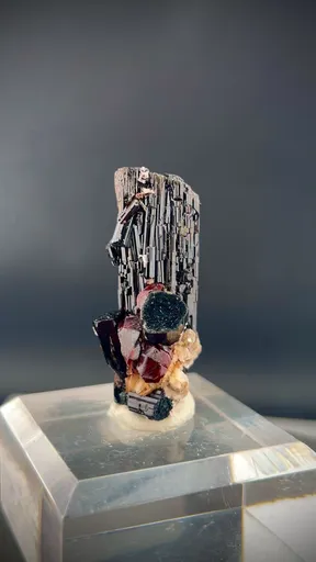specimen video