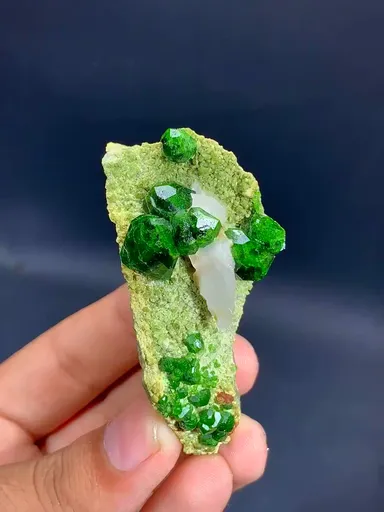 specimen video