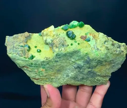 specimen video