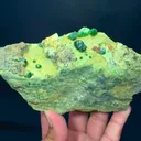 specimen video