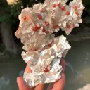 specimen video