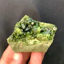 specimen video