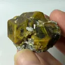 specimen video
