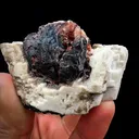 specimen video