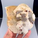 specimen video