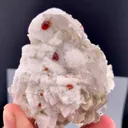 specimen video