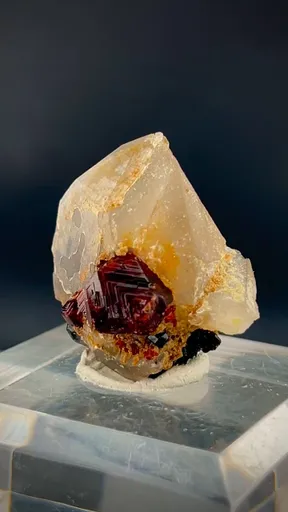 specimen video