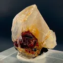 specimen video