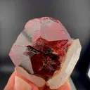 specimen video