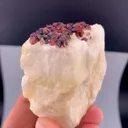 specimen video