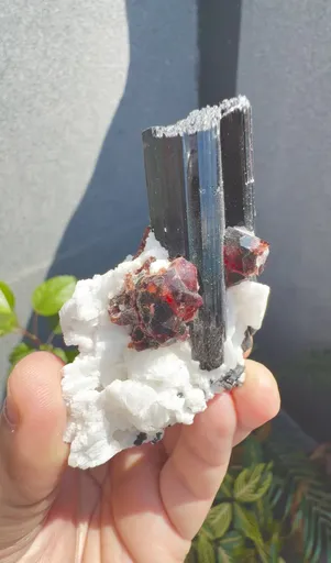 specimen video