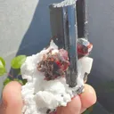 specimen video