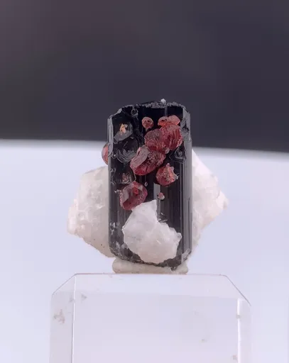 specimen video