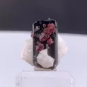 specimen video