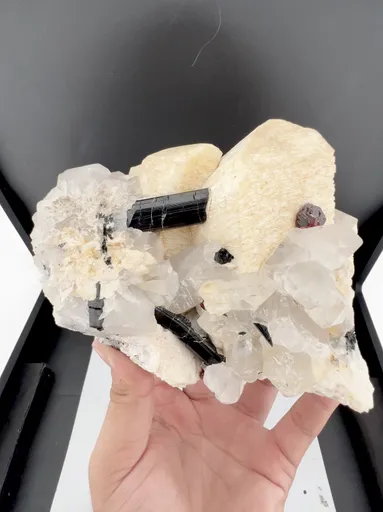 specimen video