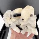 specimen video