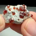 specimen video