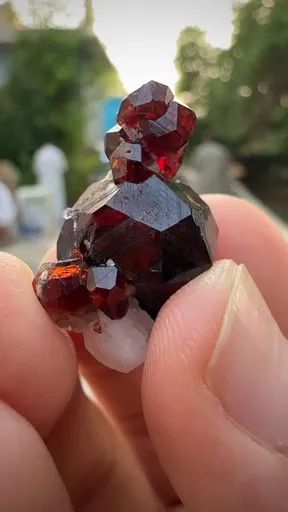 specimen video