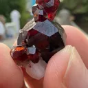 specimen video