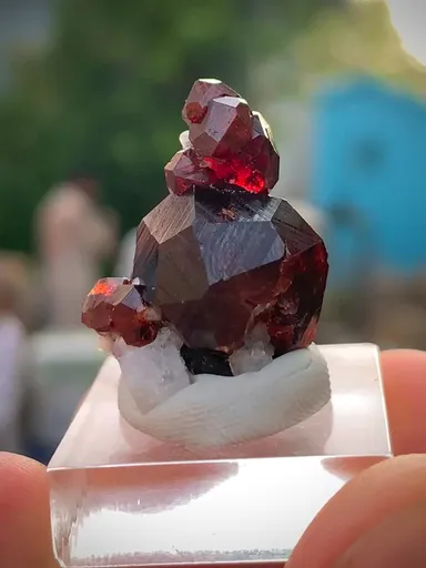 specimen video