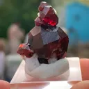 specimen video