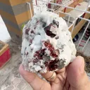 specimen video